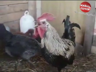 level 80 rooster